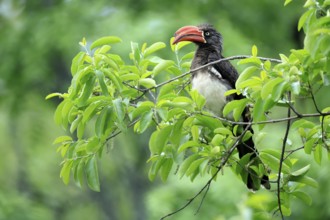 South African crowned hornbill (Lophoceros alboterminatus suahelicus), adult, on tree, alert,