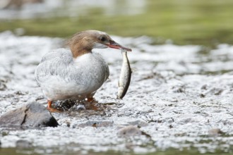 Common merganser (mergus merganser), Female catching a fish, La Mauricie national park. Province of