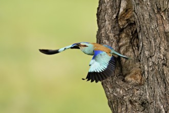 European Roller (Coracias garrulus), flies out of the breeding den in an old apple tree, Bulgaria