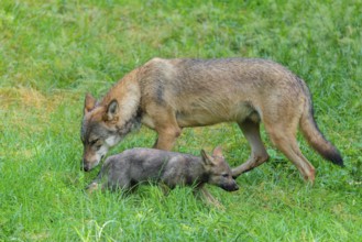 A female gray wolf (Canis lupus lupus) and one of her pups run across a green meadow on a sunny day