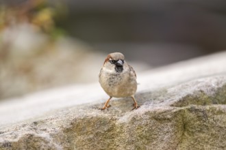 House sparrow (Passer domesticus) sitting on a rock, Bavaria, Germany