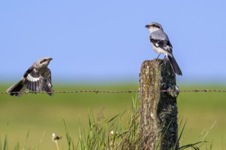 Great grey shrike (Lanius excubitor) juvenile in flight and other young perched on weathered wooden