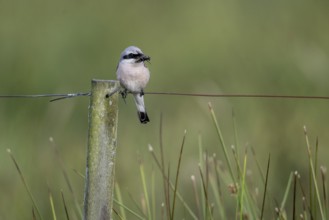 Red-backed shrike (Lanius collurio), Emsland, Lower Saxony, Germany