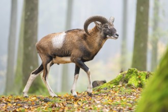 European mouflon (Ovis aries musimon) ram (male) walking in a forest in autumn, Bavaria, Germany