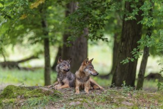 Two gray wolves (Canis lupus lupus) resting on a small hill in the deep shade of the forest