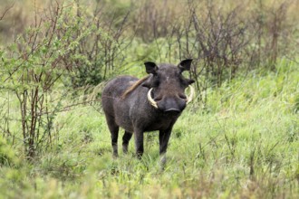 Warthog (Phacochoerus africanus), adult, male, foraging, alert, Kruger, Kruger National Park, South