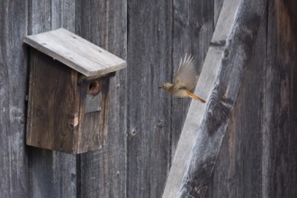 A redstart (Phoenicurus phoenicurus) female landing on a birdhouse, animal photo, bird, bird
