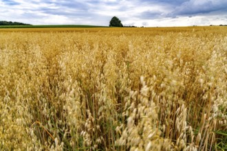 Agriculture, field with grain, oats, shortly in front of harvest, near Nettetal, on the Lower