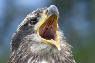 Black chested buzzard, Geranoaetus melanoleucus, Immature female perched on a tree, Open beak,