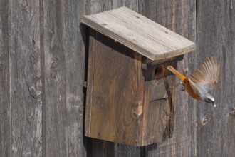 A male common redstart (Phoenicurus phoenicurus) takes off from the entrance of a birdhouse and has