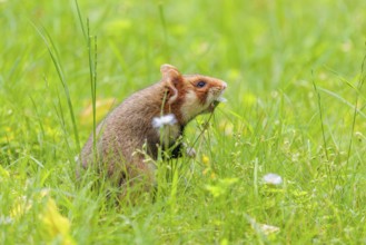 A European hamster (Cricetus cricetus) collects herbs, grass and daisies in a fresh green meadow
