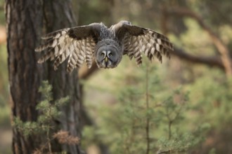 Frontal approach... Bearded owl (Strix nebulosa) swoops down on prey from its perch, bearded owls