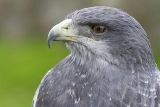 Black chested buzzard, Geranoaetus melanoleucus, Female perched on a tree, Close-up, Imbabura
