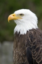 Bald eagle, Haliaeetus leucocephalus, Eagle perched and watching, Portrait, Profil, Close-up,
