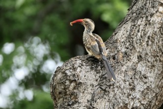 Mopanetoko (Tockus rufirostris), Southern Red-billed Hornbill, adult, on tree, alert, with food, at