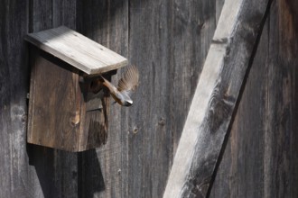 A redstart (Phoenicurus phoenicurus) male takes off from the entrance of a birdhouse, animal photo,