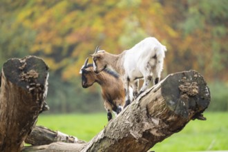 Domestic goat (Capra hircus) standing on a wood in autumn, Bavaria, Germany