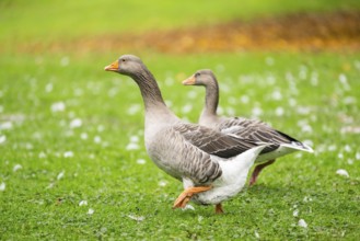 Greylag goose (Anser anser) walking on a meadow, Bavaria, Germany