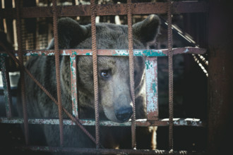 Bear in a cage, in the eastern outskirts of Sukhum, Abkhazia, Georgia