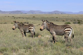 Cape Mountain Zebra (Equus zebra zebra), adult, two, male, foraging, Mountain Zebra National Park,