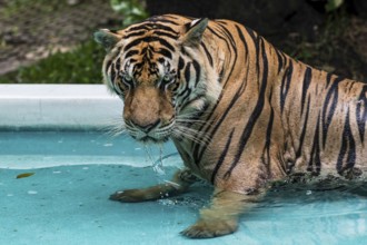 Tiger (Panthera tigris) Pattaya Thailand