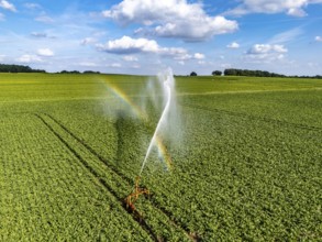 Artificial irrigation with a sprinkler system in a field where sugar beet is grown, near Rheurdt,