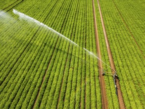 Artificial irrigation with a sprinkler system in a field where carrots are grown, near Kerken, on