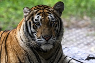 Tiger (Panthera tigris) Pattaya Thailand