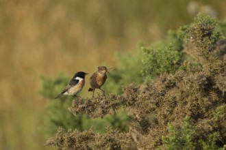 European stonechat (Saxicola rubicola) juvenile bird feeding on a moth being watched by a male