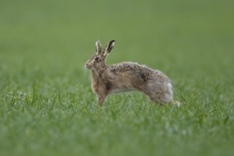 European brown hare (Lepus europaeus) adult animal stretching in a farmland cereal field in