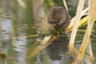 Water vole (Arvicola amphibius) adult animal feeding on pond weed in a reedbed, England, United
