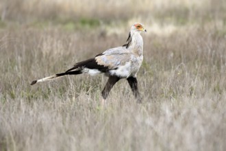 Secretary (Sagittarius serpentarius), adult, running, foraging, alert, Mountain Zebra National