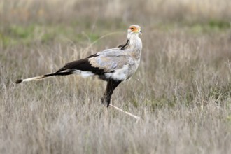 Secretary (Sagittarius serpentarius), adult, running, foraging, alert, Mountain Zebra National
