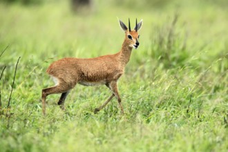Steenbok (Raphicerus campestris), adult, male, foraging, vigilant, dwarf antelope, Kruger, Kruger