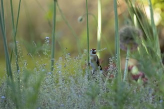 European goldfinch (Carduelis carduelis) adult bird collecting nesting material in a garden flower