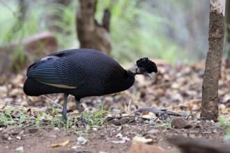 Ruffed Guinea Fowl (Guttera pucherani), adult, on the ground, alert, foraging, Kruger, Kruger