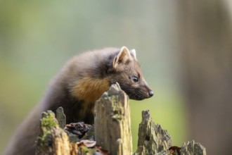 European pine marten (Martes martes) in a forest in autumn, Bavaria, Germany