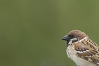 Tree sparrow (Passer montanus) adult bird singing, England, United Kingdom