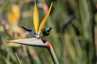 Cape Sunbird (Cinnyris chalybeus), adult, male, on flower, Strelitzia reginae, Kirstenbosch