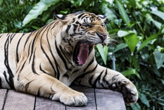Tiger (Panthera tigris) Pattaya Thailand