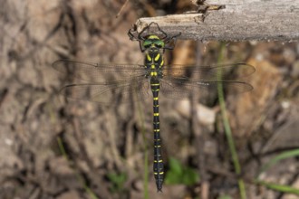 Sombre goldenring (Cordulegaster bidentatus) with transparent wings hanging from a dry branch,