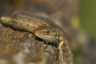 Common lizard (Zootoca vivipara) adult reptile resting on a wooden sleeper, England, United Kingdom