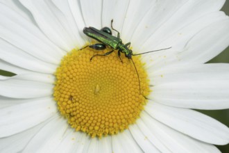 Thick-legged flower beetle (Oedemera nobilis) adult insect on an Oxeye daisy flower in summer,