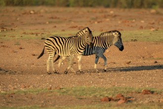 Burchell's zebra (Equus quagga burchelli), Burchell's zebra, adult, two animals, foraging, Kruger,