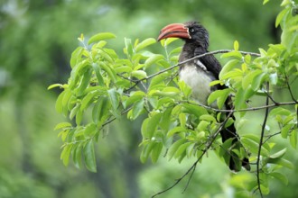 South African crowned hornbill (Lophoceros alboterminatus suahelicus), adult, on tree, alert,