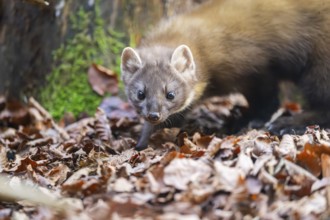 European pine marten (Martes martes) in a forest in autumn, Bavaria, Germany