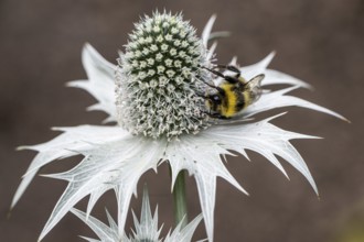 Large earth bumblebee (Bombus terrestris) on ivory manure (Eryngium giganteum), Emsland, Lower