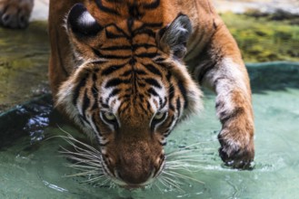 Tiger (Panthera tigris) Pattaya Thailand