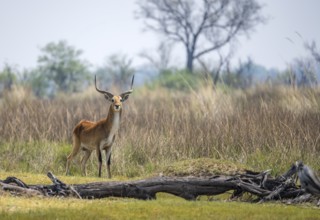 Letschwe or lychee moor antelope (Kobus leche), alert, Okavango Delta, Moremi Game Reserve,