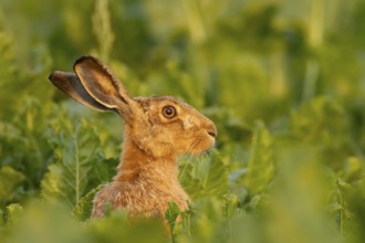 European brown hare (Lepus europaeus) adult animal in a farmland sugar beet crop in summer,